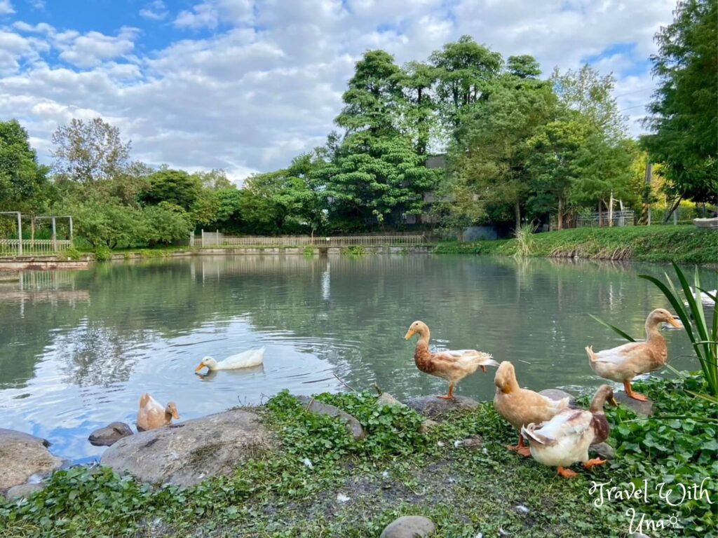 宜農牧場 鴨子與湖