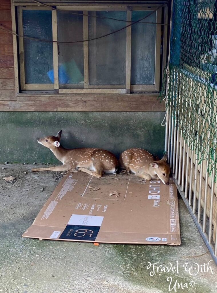 宜農牧場 小梅花鹿