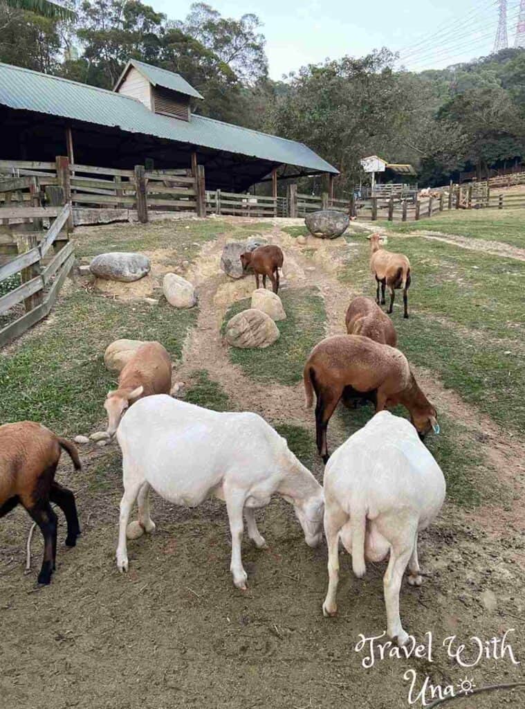 飛牛牧場 巴貝多黑肚綿羊區
