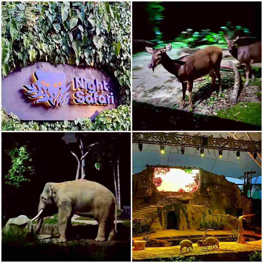 夜間動物園 Night Safari